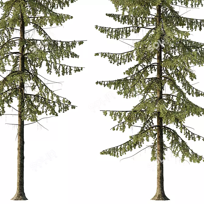 3D Spruce Tree Models Kit 3D model image 2