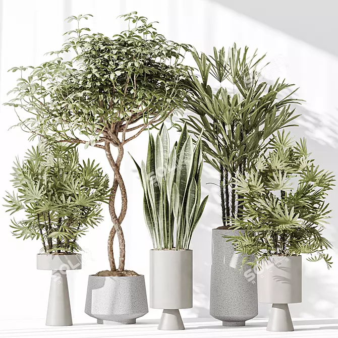 Minimalist Indoor Plant Set Collection 3D model image 2