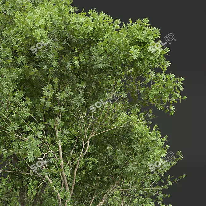 Sycamore 3D Model Bundle 3D model image 5