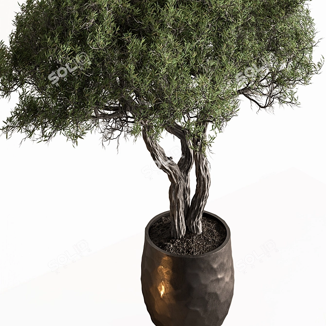  Arboreal Beauty in Pot 686 3D model image 2