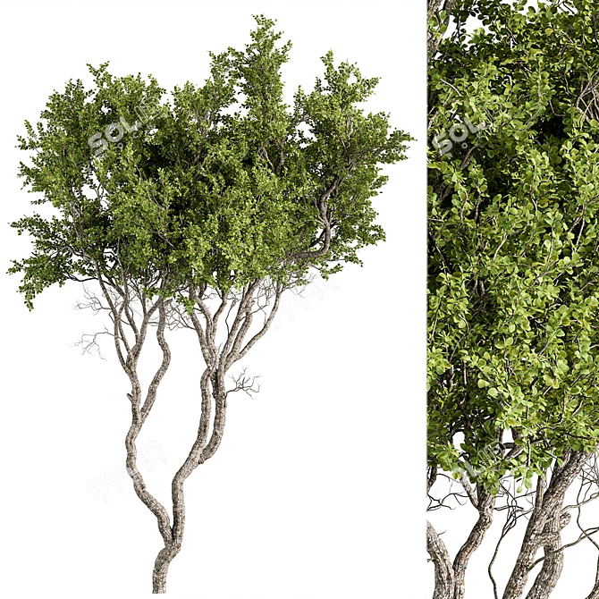 Boxwood Tree Set 301 - Miniature Greens 3D model image 1