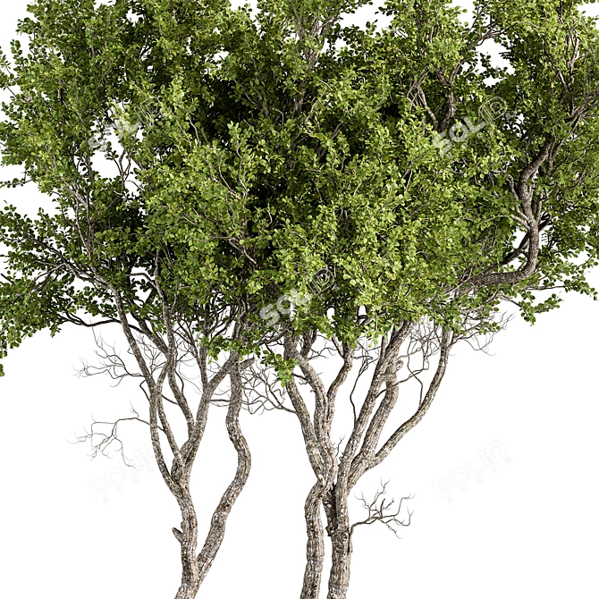 Boxwood Tree Set 301 - Miniature Greens 3D model image 2