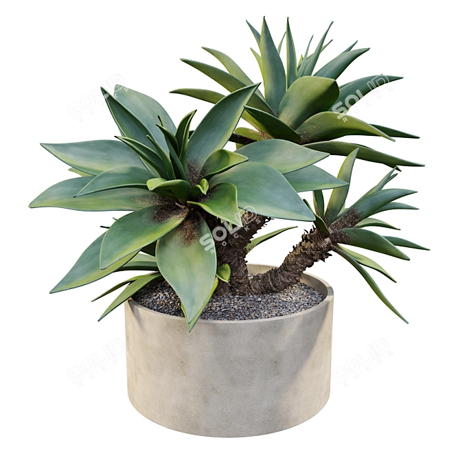 Majestic Potted Agave Plant 3D model image 1