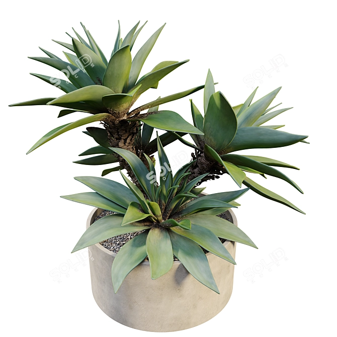 Majestic Potted Agave Plant 3D model image 2