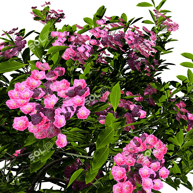 Evergreen Blooming Shrub 3D Collection 3D model image 3