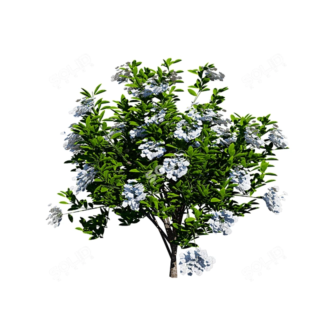 Evergreen Blooming Shrub 3D Collection 3D model image 4