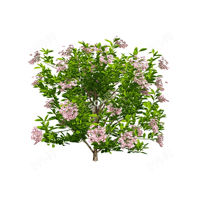 Evergreen Blooming Shrub 3D Collection 3D model image 5