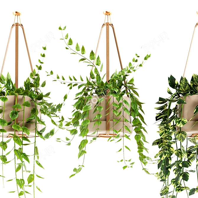 Hanging Ivy Plants Set25 Pot 3D model image 3
