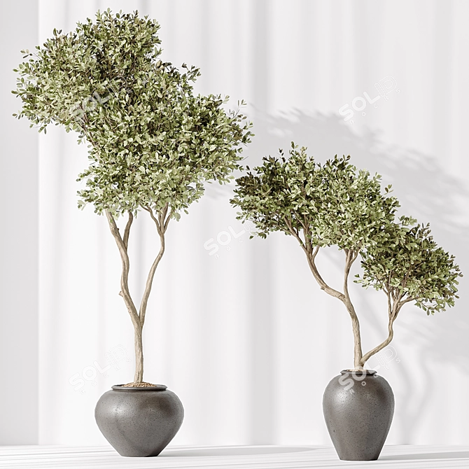 3D Indoor Plant Collection Set 3D model image 4