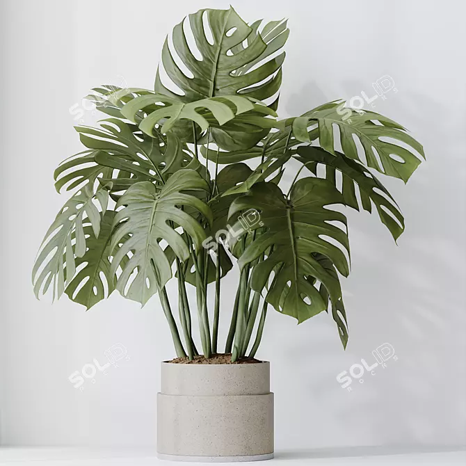 Elegant Monstera Deliciosa Large Leaf 3D model image 3