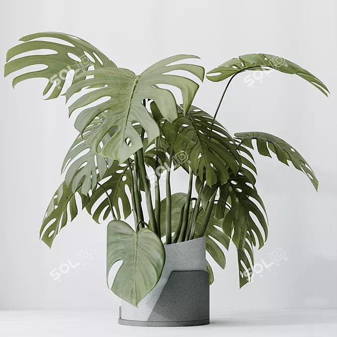 Elegant Monstera Deliciosa Large Leaf 3D model image 4