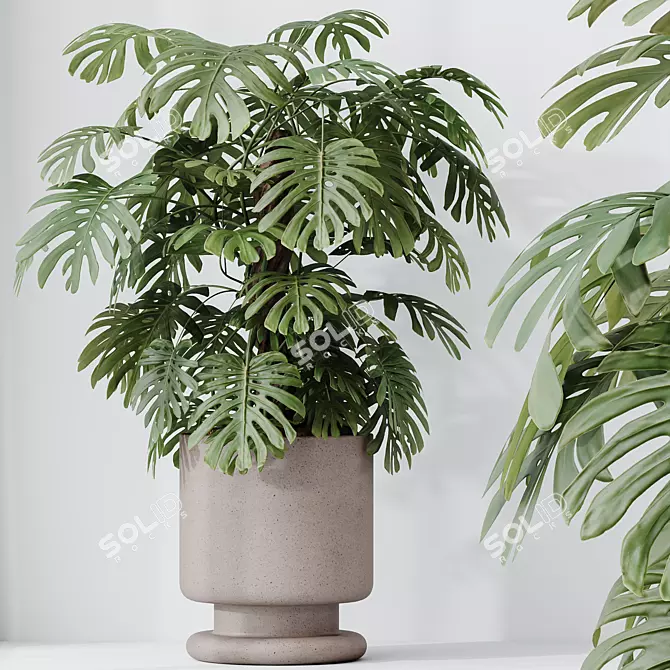 Elegant Monstera Deliciosa Large Leaf Form 3D model image 4