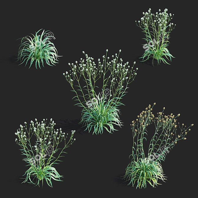 Yuccifolium Flower Collection | 3D Models 3D model image 2