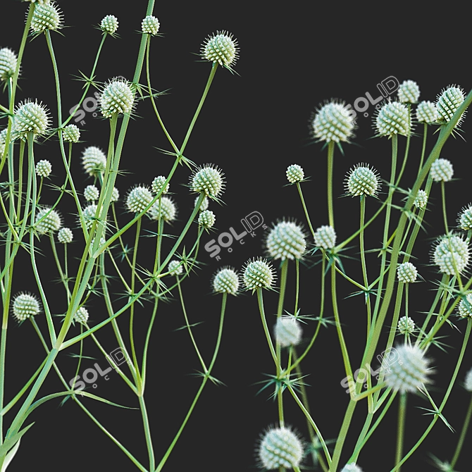 Yuccifolium Flower Collection | 3D Models 3D model image 3