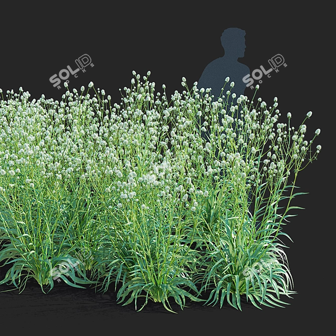 Yuccifolium Flower Collection | 3D Models 3D model image 6