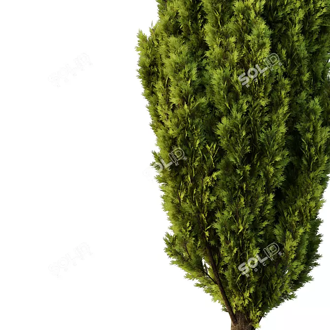  Italian Cypress Tree Models 3D model image 2