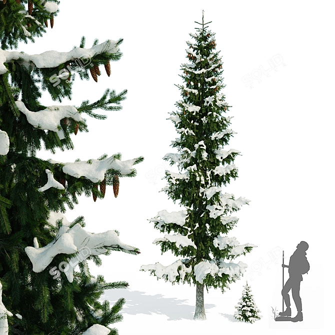 Winter Spruce Tree Display 7m 3D model image 1