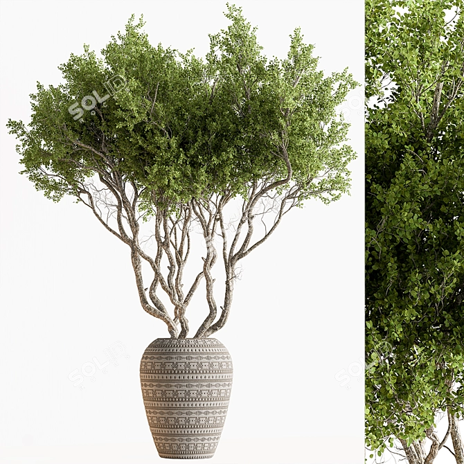 610 Outdoor Tree in Pot 3D model image 1