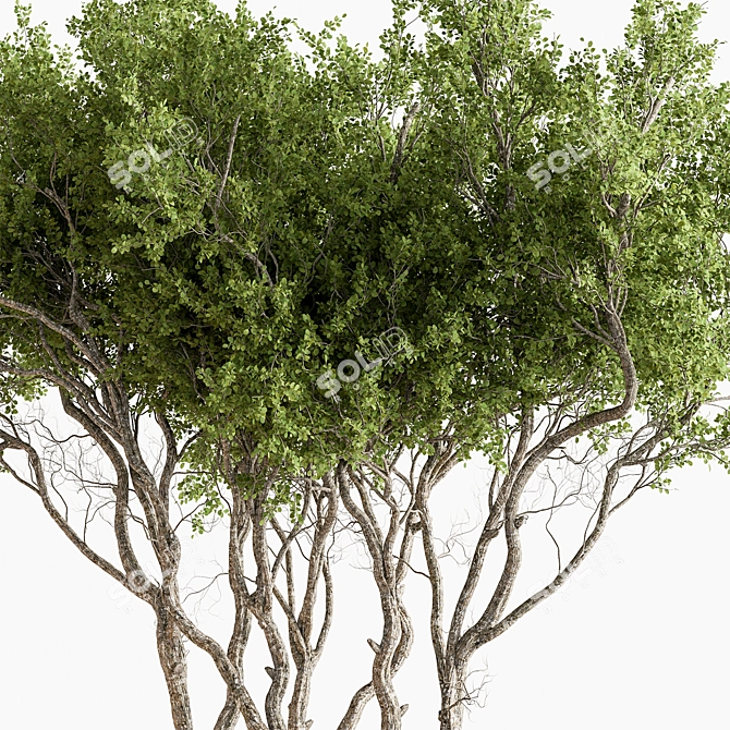 610 Outdoor Tree in Pot 3D model image 4