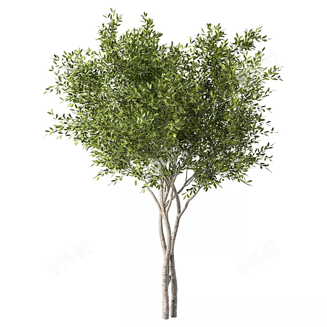 Tall Evergreen Tree Sculpture 3D model image 1