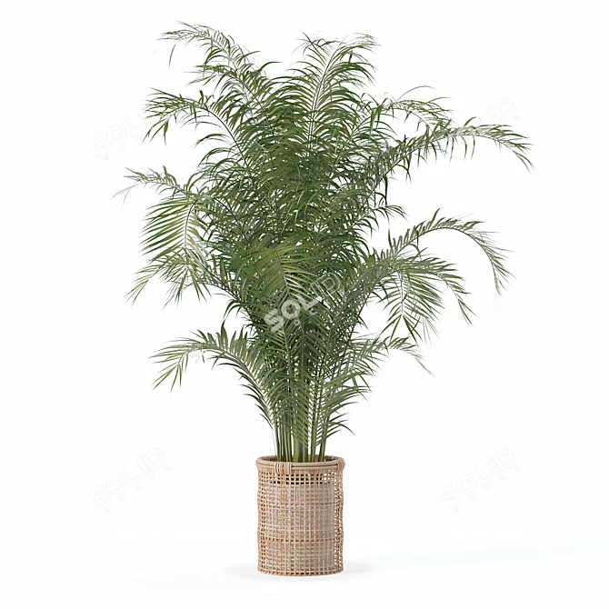 Tropical Beauty: Areca Palm Collection 3D model image 2