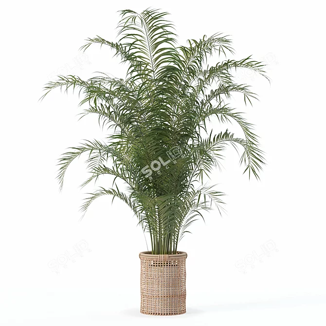 Tropical Beauty: Areca Palm Collection 3D model image 4