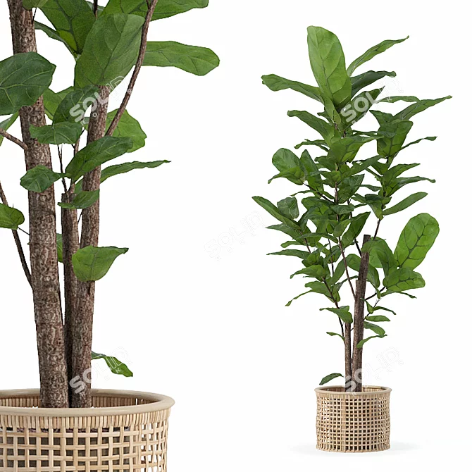 Ficus Lyrata 3D Plant Model 3D model image 1