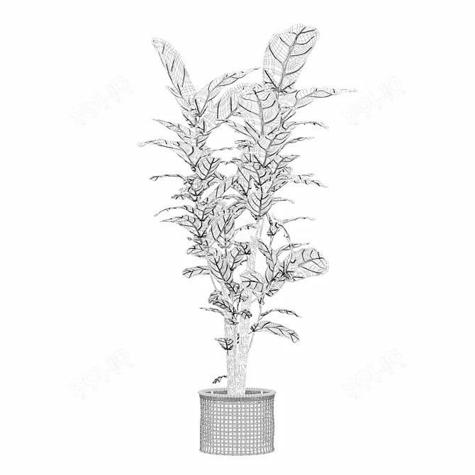 Ficus Lyrata 3D Plant Model 3D model image 4