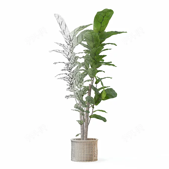 Ficus Lyrata 3D Plant Model 3D model image 6