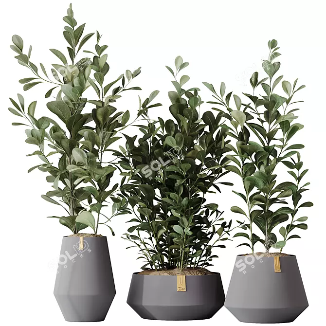 Indian Laurel Ficus Set01 Serenity 3D model image 1