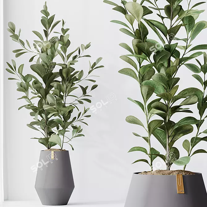 Indian Laurel Ficus Set01 Serenity 3D model image 3