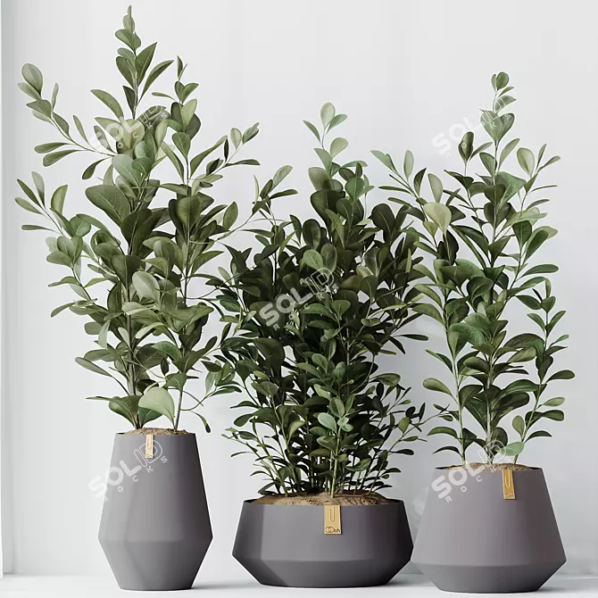 Indian Laurel Ficus Set01 Serenity 3D model image 4