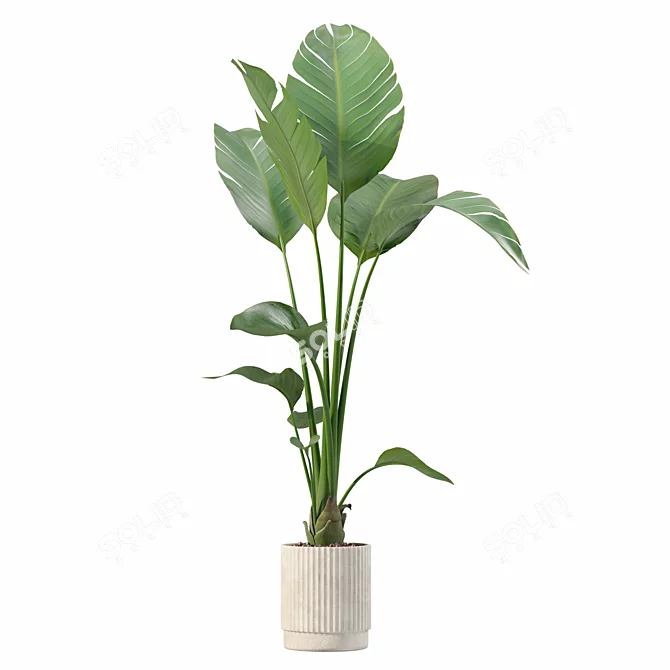 Botanical Oasis Plant Collection 3D model image 3