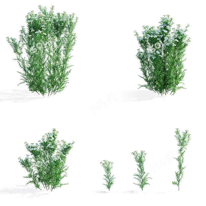  Pycnanthemum tenuifolium 3D Model Collection 3D model image 2