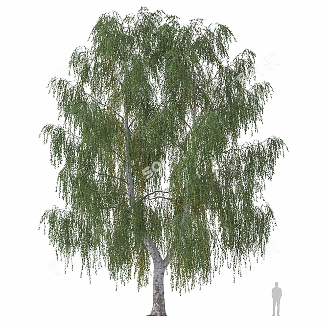 Weeping Birch Tree 4 - 3D Model 3D model image 2