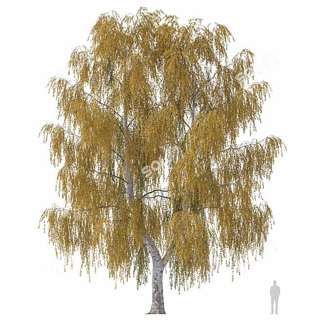 Weeping Birch Tree 4 - 3D Model 3D model image 3