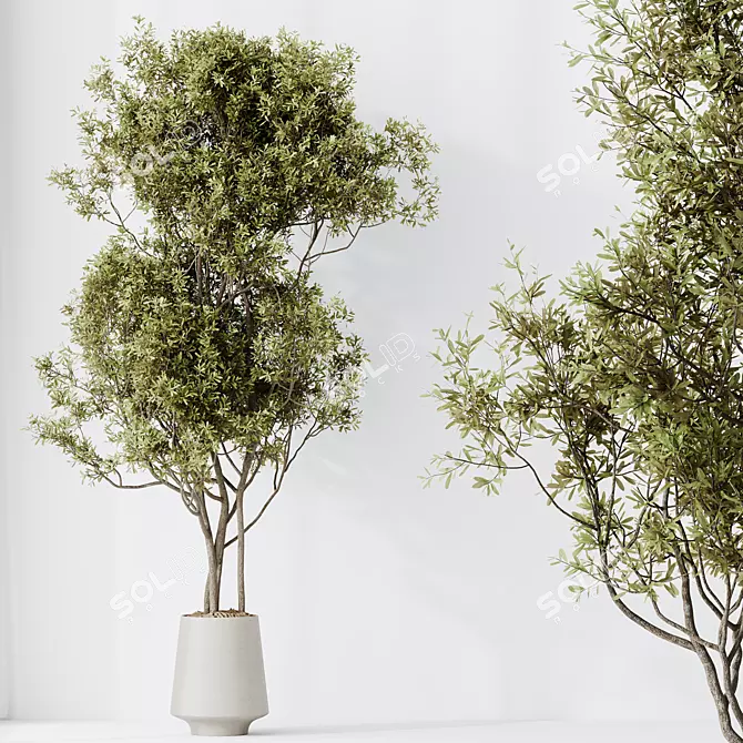 Elegant Olive Tree Yard Set 3D model image 2