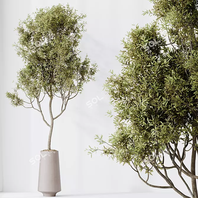 Elegant Olive Tree Yard Set 3D model image 3