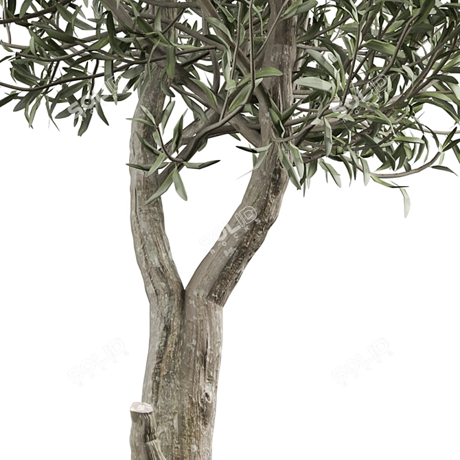 2021 Outdoor Plant Collection 3D model image 2