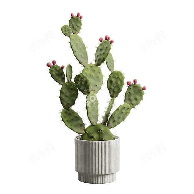 Prickly Pear Cactus Houseplant 3D model image 2