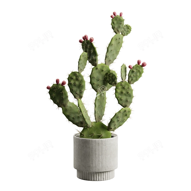 Prickly Pear Cactus Houseplant 3D model image 5