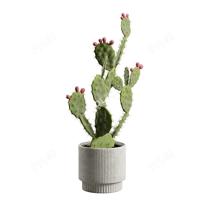 Prickly Pear Cactus Houseplant 3D model image 6