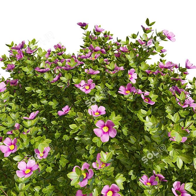 Potentilla 3D Blossom Collection 3D model image 4