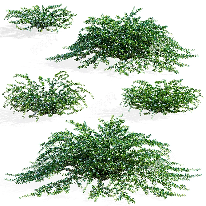 Hybrid Flowering Cotoneaster Set 3D model image 2