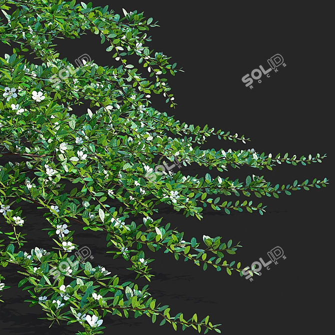 Hybrid Flowering Cotoneaster Set 3D model image 4