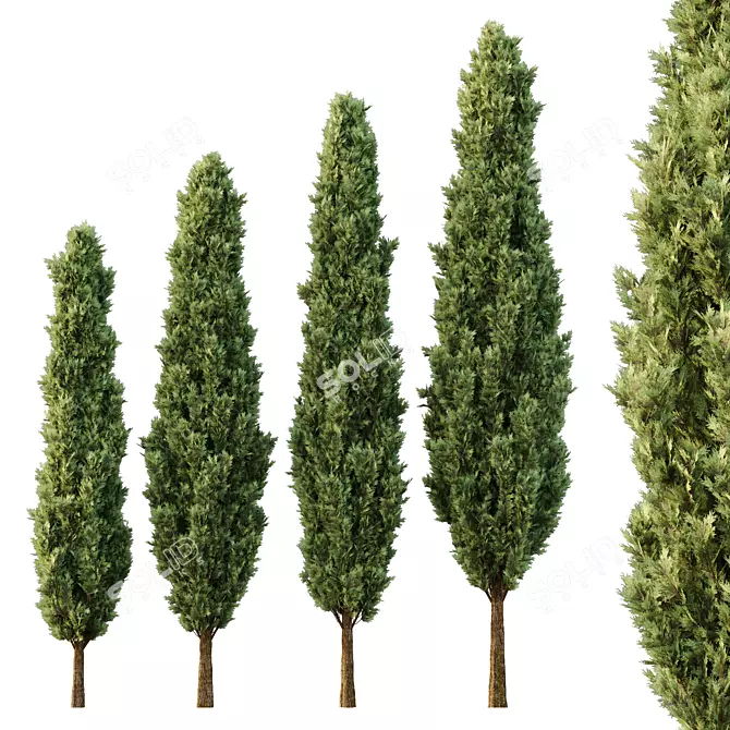 Italian Cypress Tree Models Pack 3D model image 1
