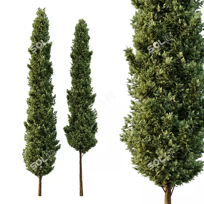 Italian Cypress Tree Models 1300cm 3D model image 1