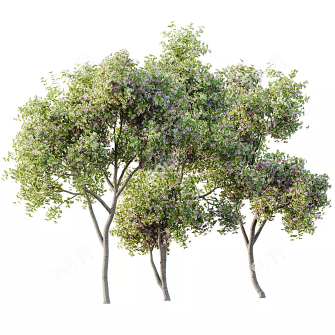 Orchid Tree 3D Models Bundle 3D model image 1