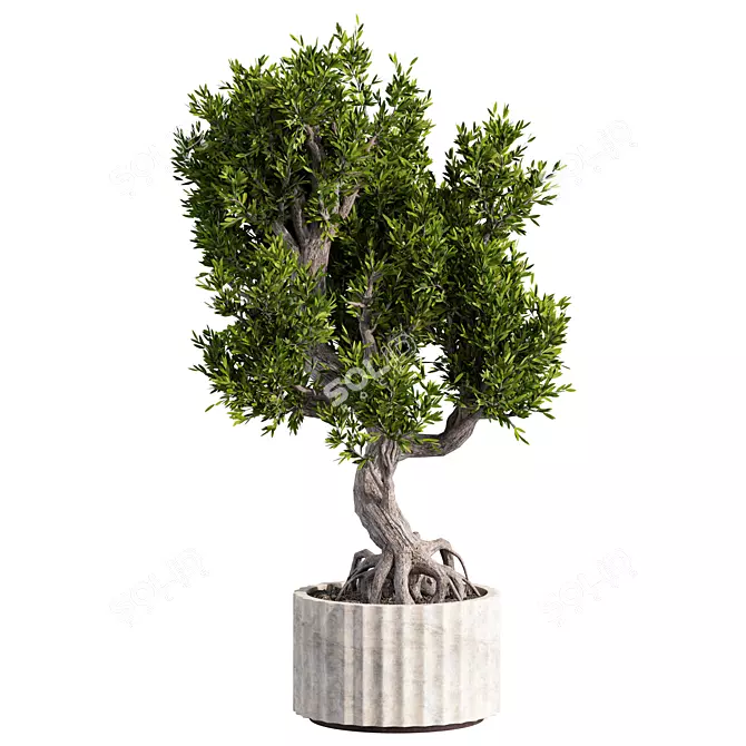 Zen Bonsai Set for Indoors 3D model image 1