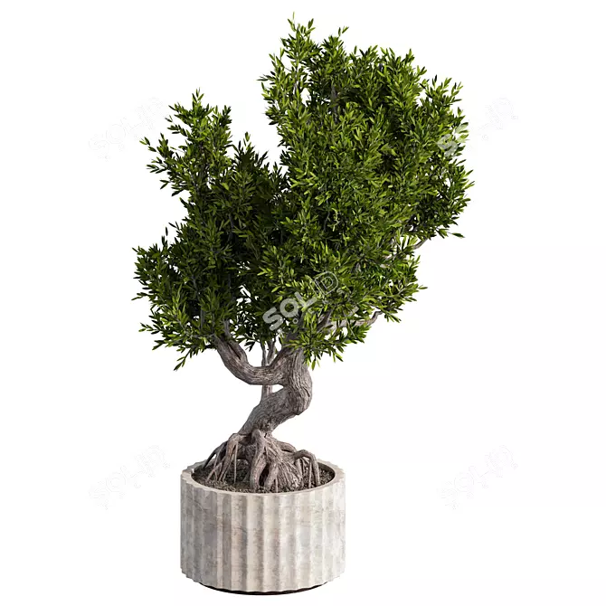 Zen Bonsai Set for Indoors 3D model image 2